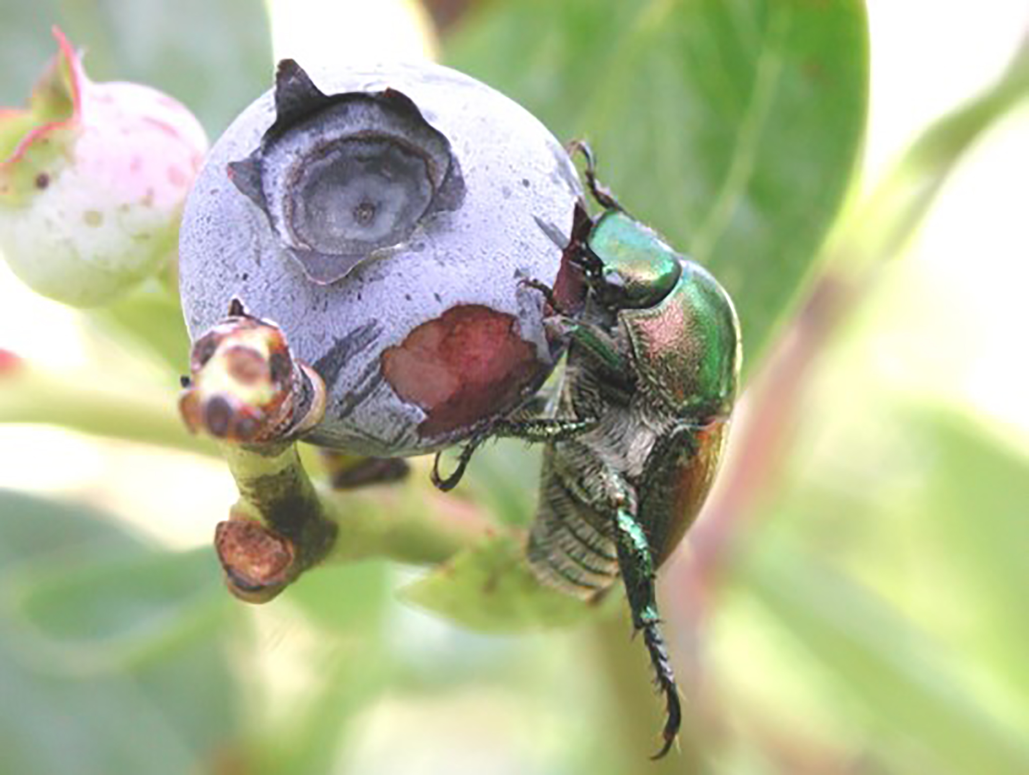 Adulto del escarabajo japonés alimentándose de frutos maduros del arándano.